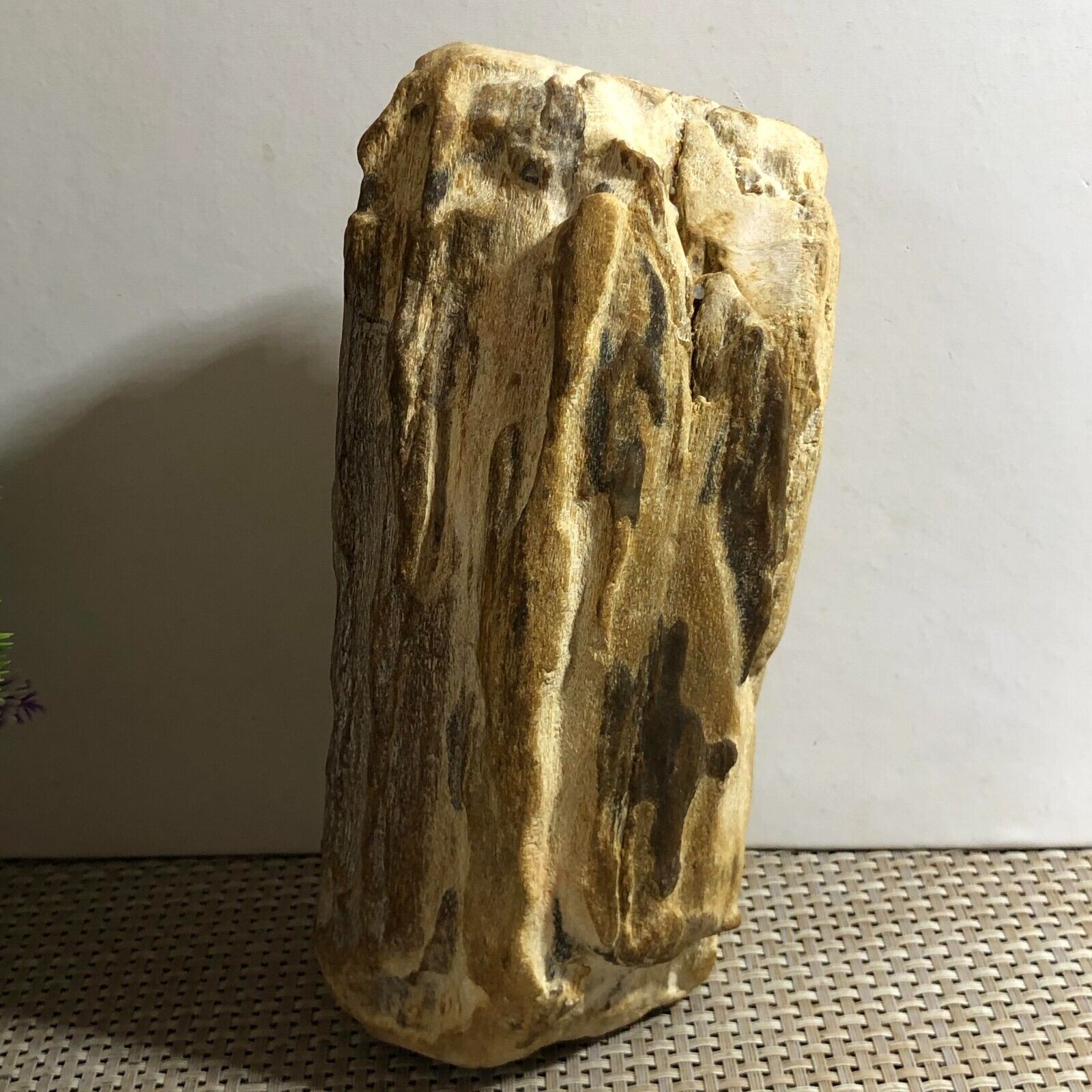 The brilliant color of Madagascar petrified wood - the brilliant South 1906g d7