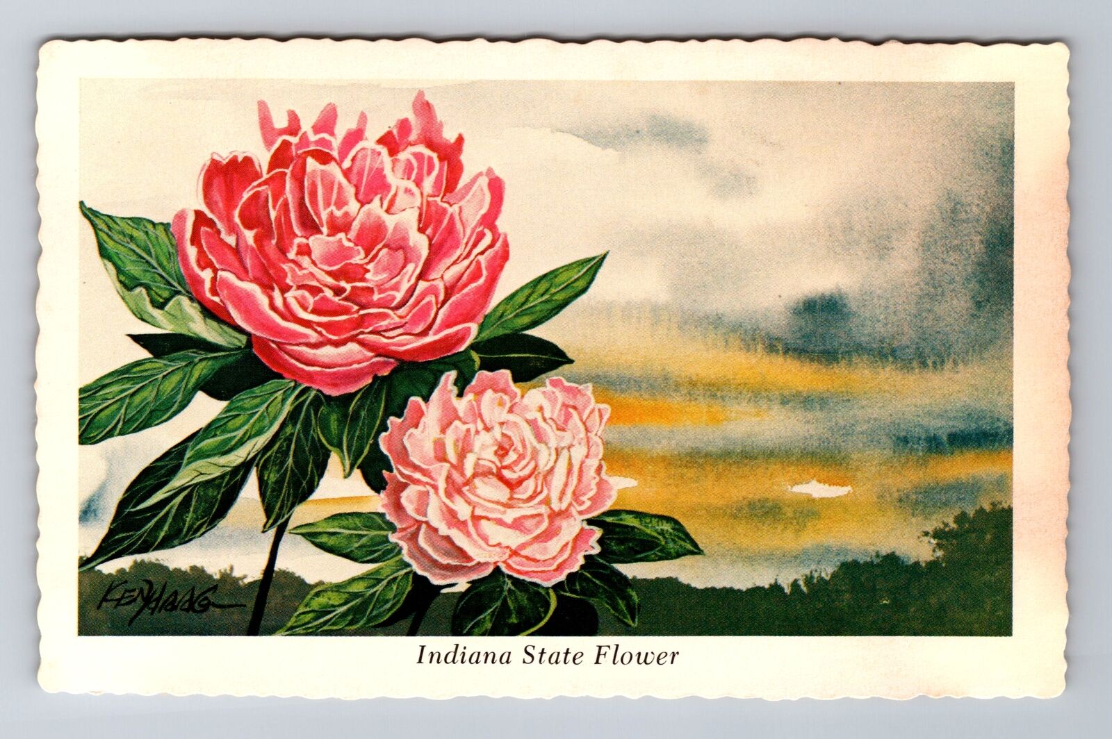 IN-Indiana, Indiana State Flower, the Peony, Greetings Souvenir Vintage Postcard