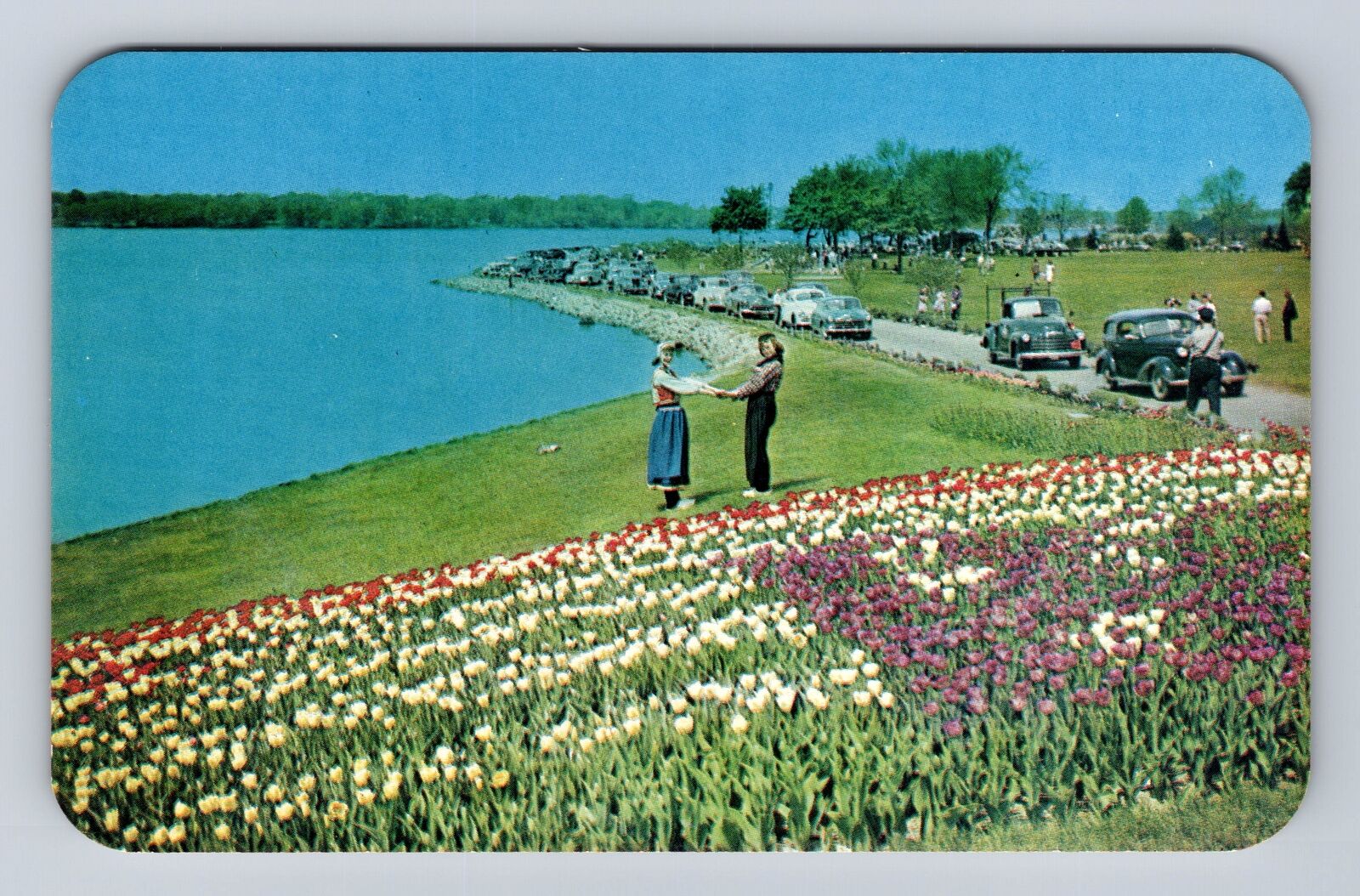 Holland MI-Michigan, Tulips At Kollen Park, Antique, Vintage Souvenir Postcard