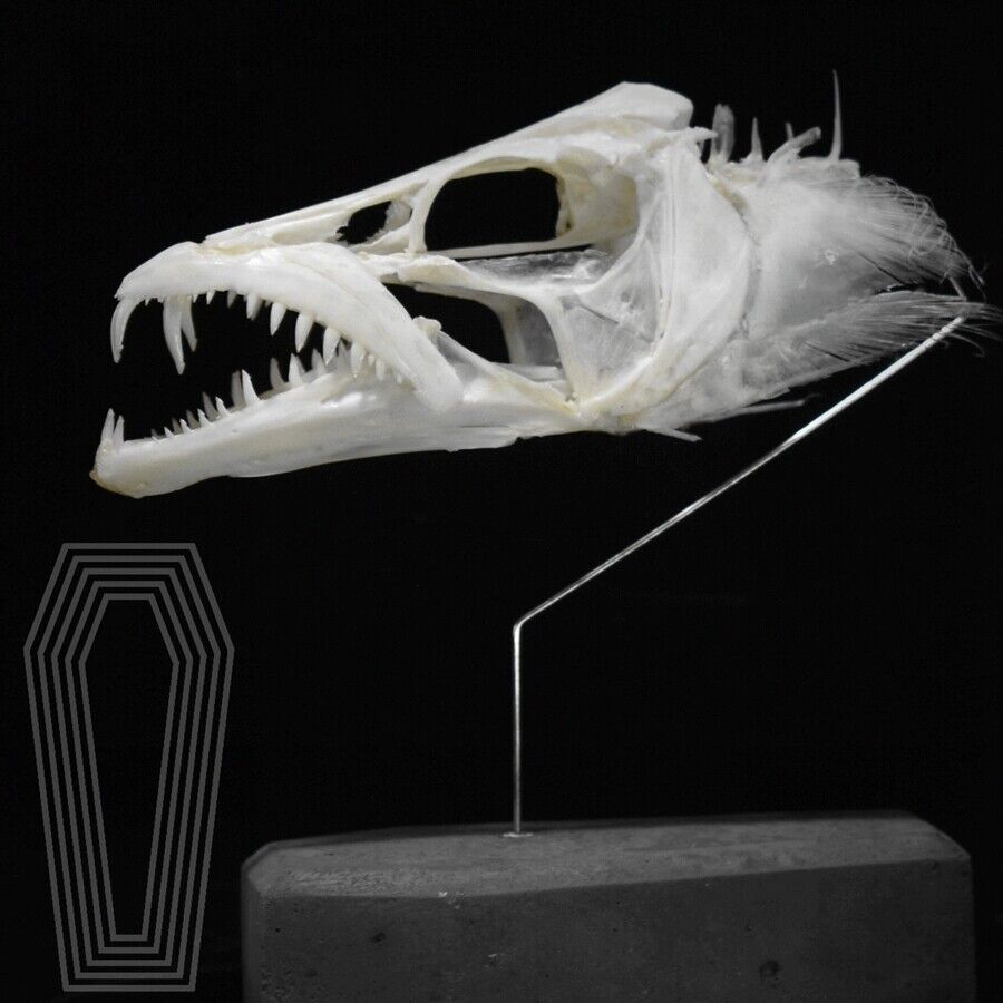 1pcs real ribbon fish skeleton exquisite fish specimen skull gift crafts 12-16cm