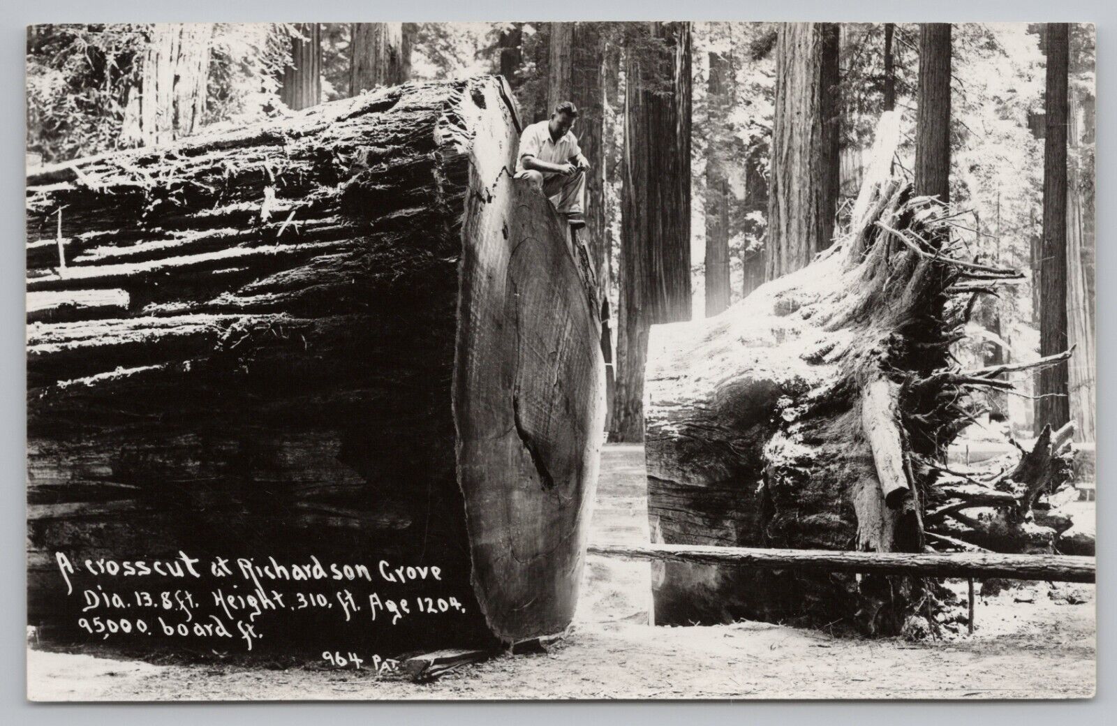 RPPC Logging Garberville CA Richardson Grove State Park Tree c1950 Postcard