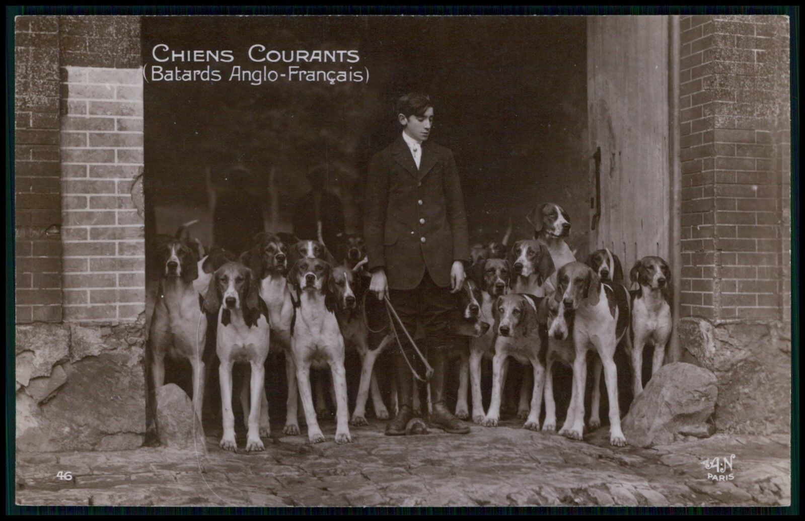 Great Anglo-French Hound dog hunting pack original old 1920s photo postcard dd
