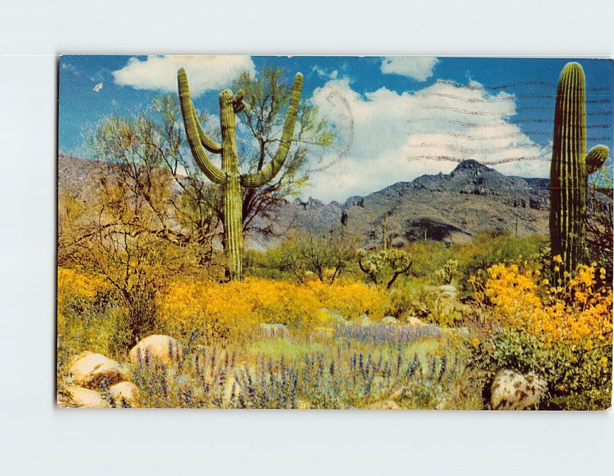 Postcard April In The Valley Of The Sun Phoenix Arizona USA
