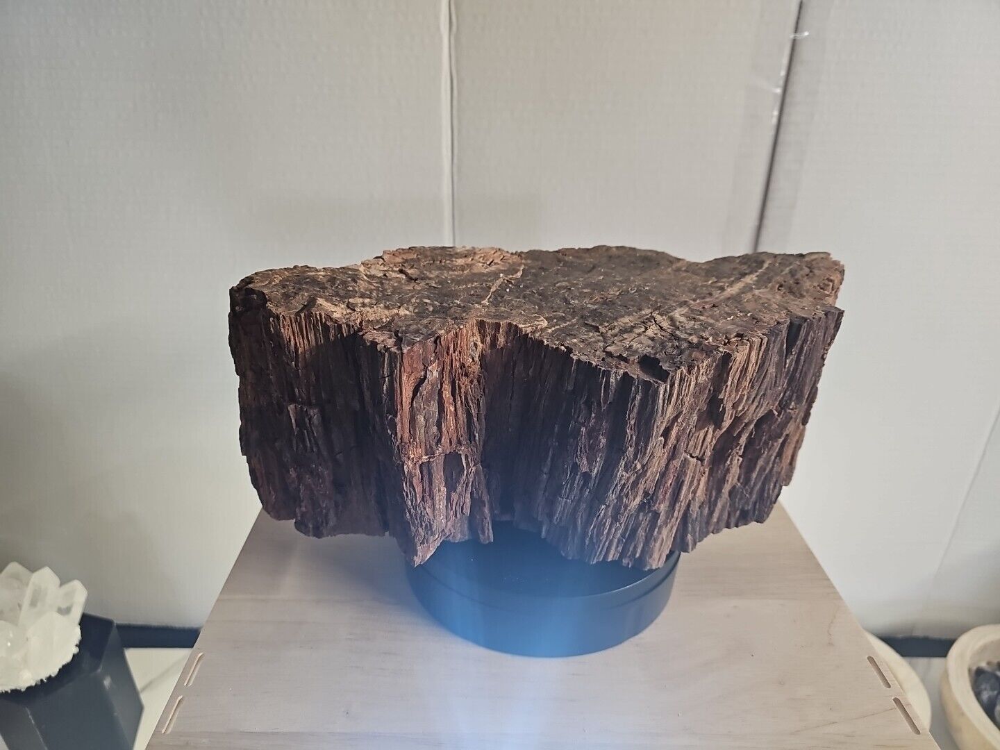 Rare Non Polished Petrified Wood Tree Limb 15 Lb Stone Fossil of Wood Aged