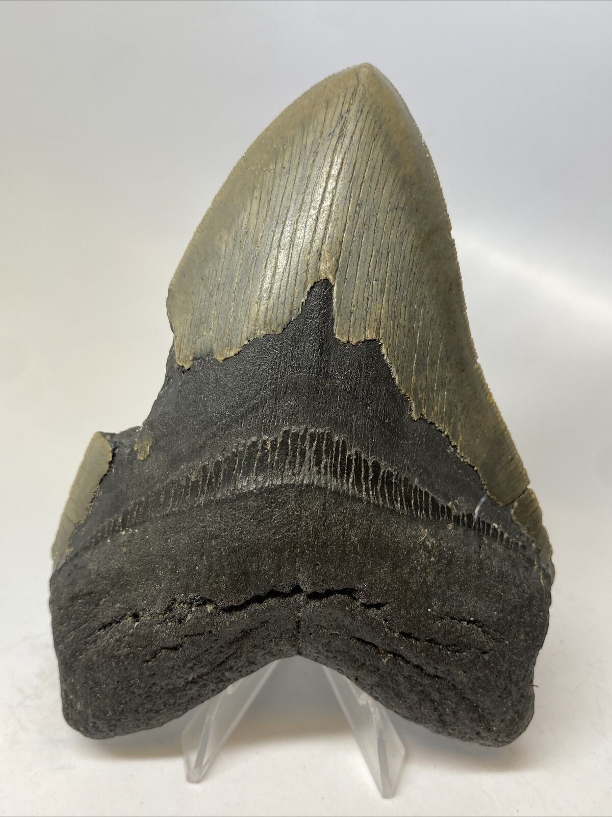 Megalodon Shark Tooth 5.30” Huge - Authentic Fossil - Natural 15344
