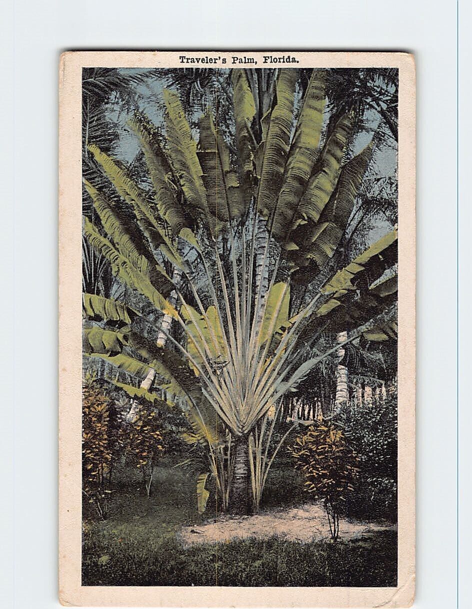 Postcard Traveler's Palm Florida USA