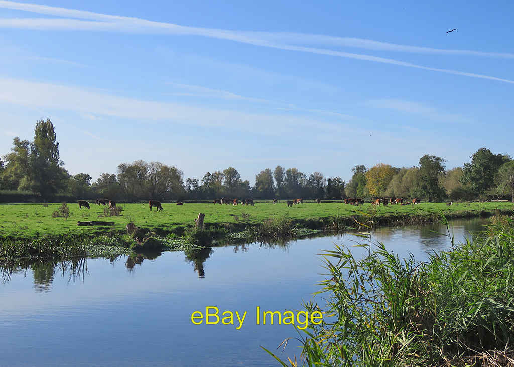 Photo 12x8 Clayhithe: cattle by the Cam We seldom see livestock in Cambrid c2019