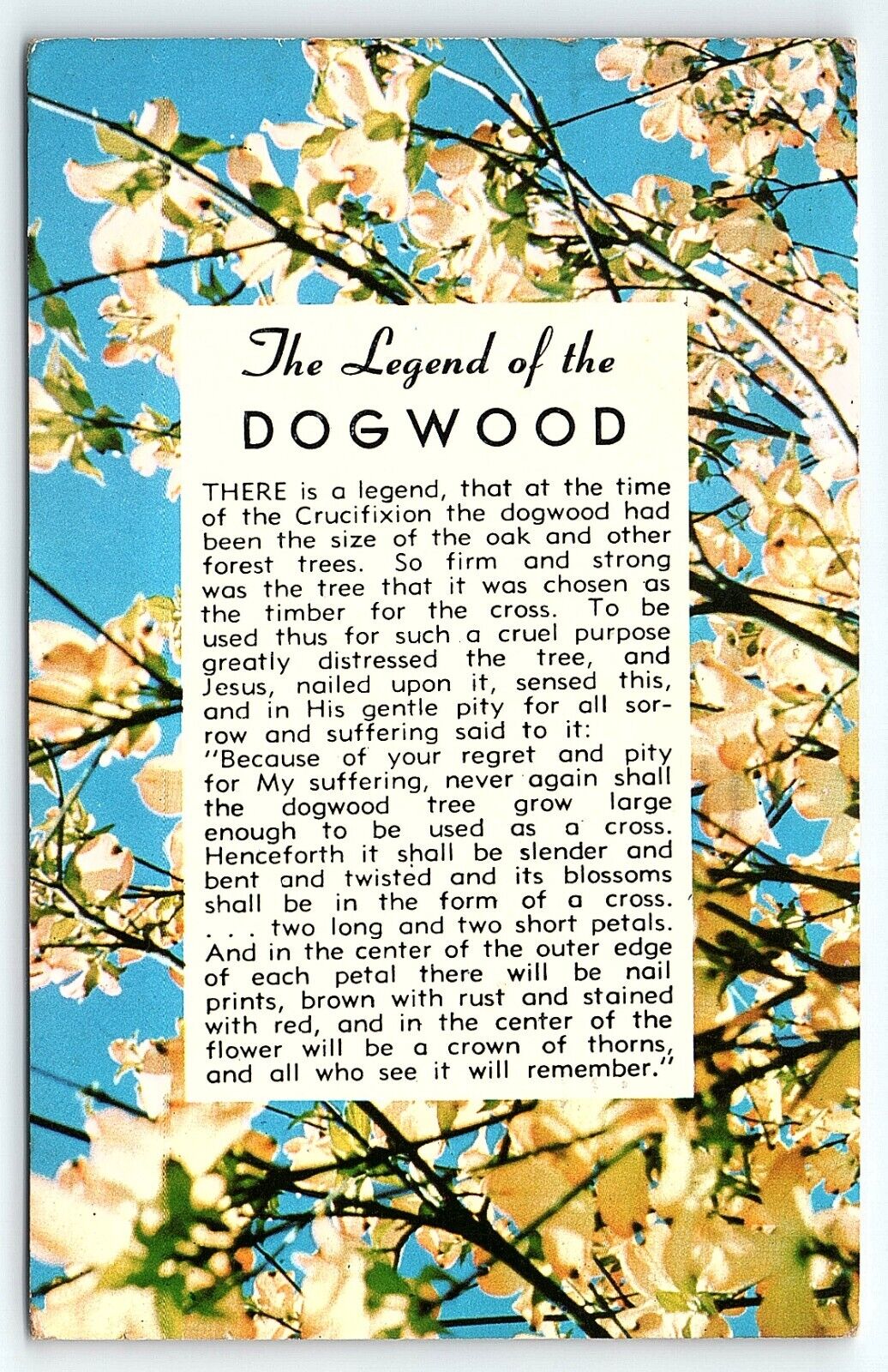 1950s THE LEGEND OF THE DOGWOOD  PHOTOCHROME POSTCARD P3140