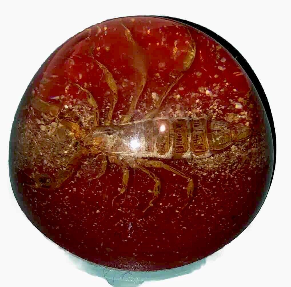Vintage Large Lucite Paper Weight Real Scorpion ￼