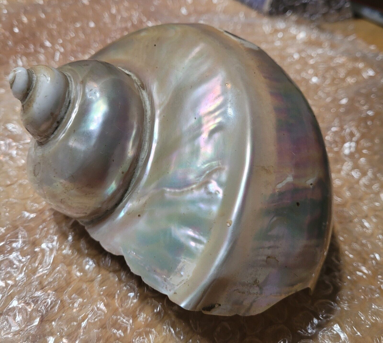 Large Vintage Rare Pearl Turbo Iridescent Seashell Marmoratus 6” Mother Of Pearl
