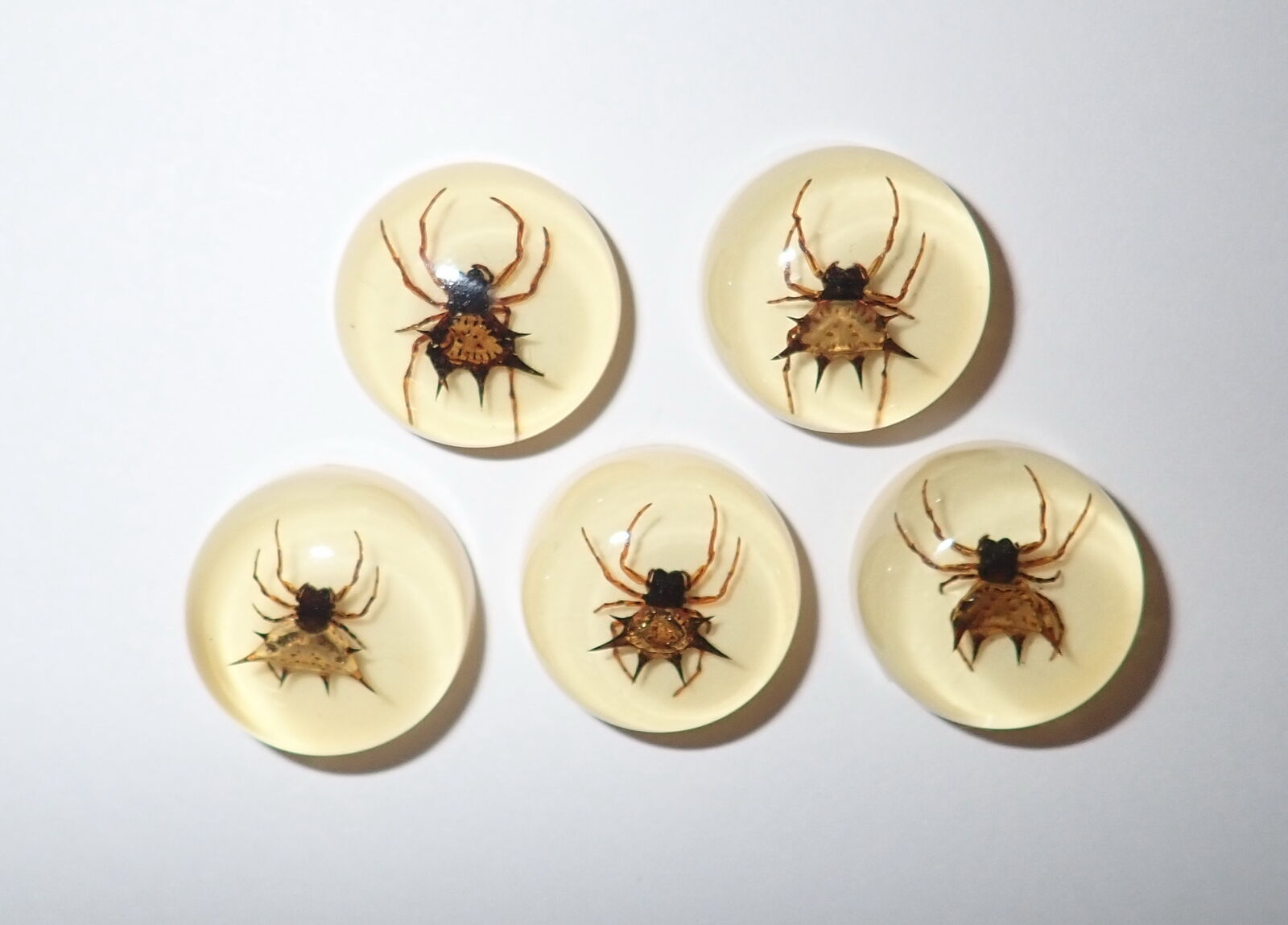 Resin Cabochon Round 19 mm Spiny Spider Amber White Bottom 5 Pieces Lot