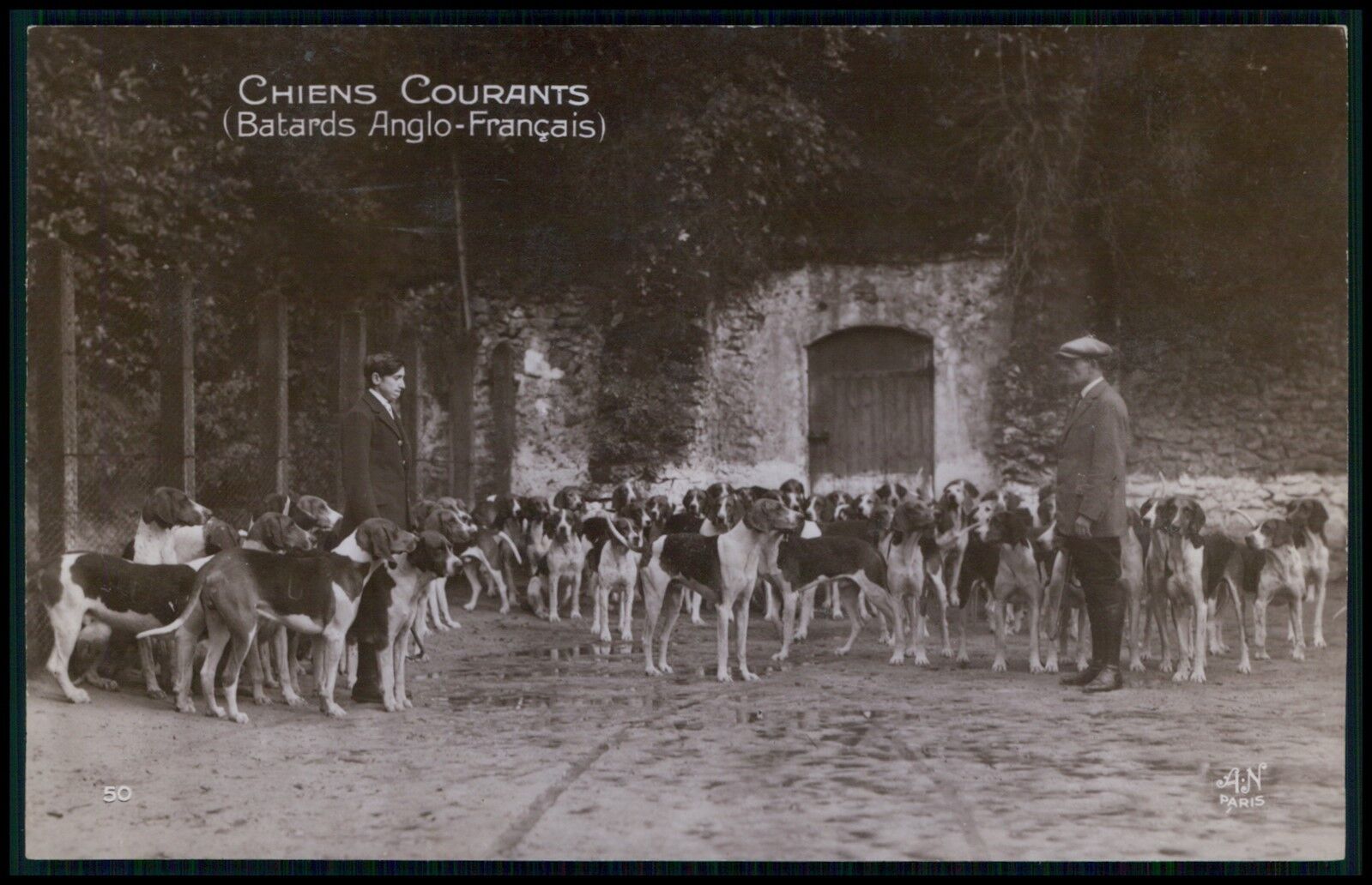 Great Anglo-French Hound dog hunting pack original old 1920s photo postcard ff