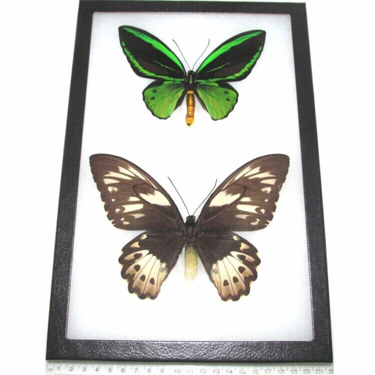 Ornithoptera pria pair male female REAL FRAMED BUTTERFLIES