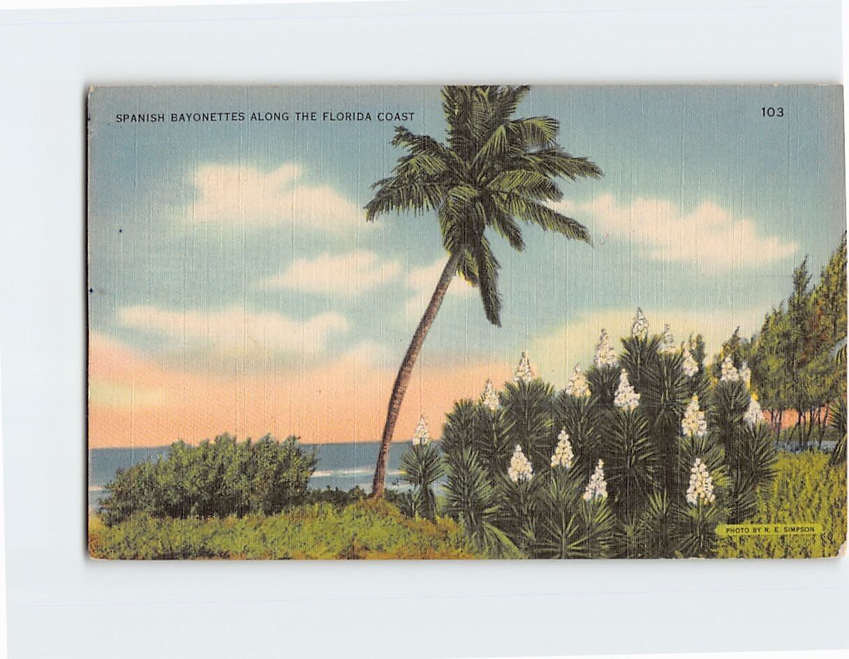 Postcard Spanish Bayonettes Along the Florida Coast USA