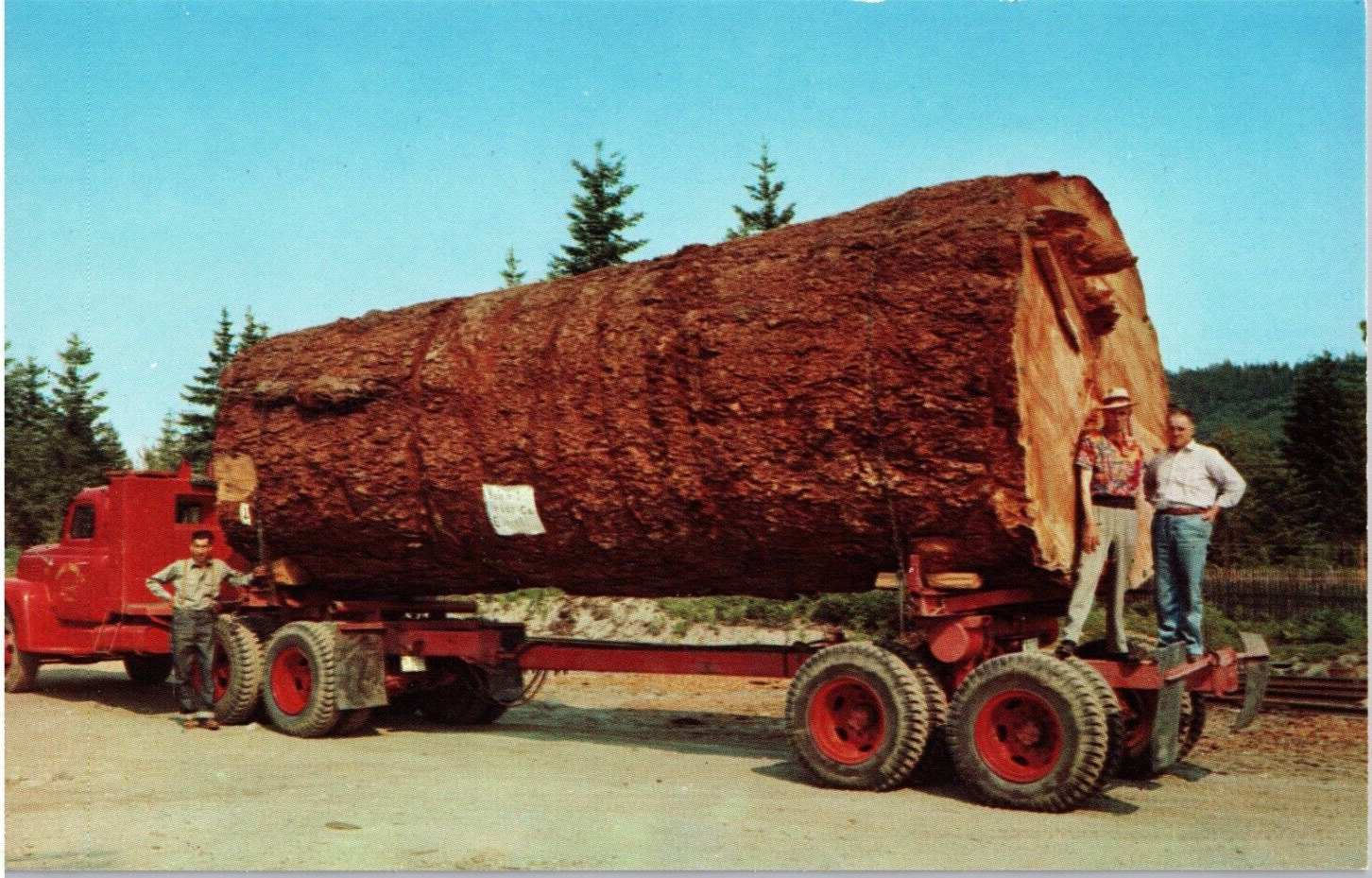 Postcard Giant FIr Log on Vintage Logging Truck Oregon Forest