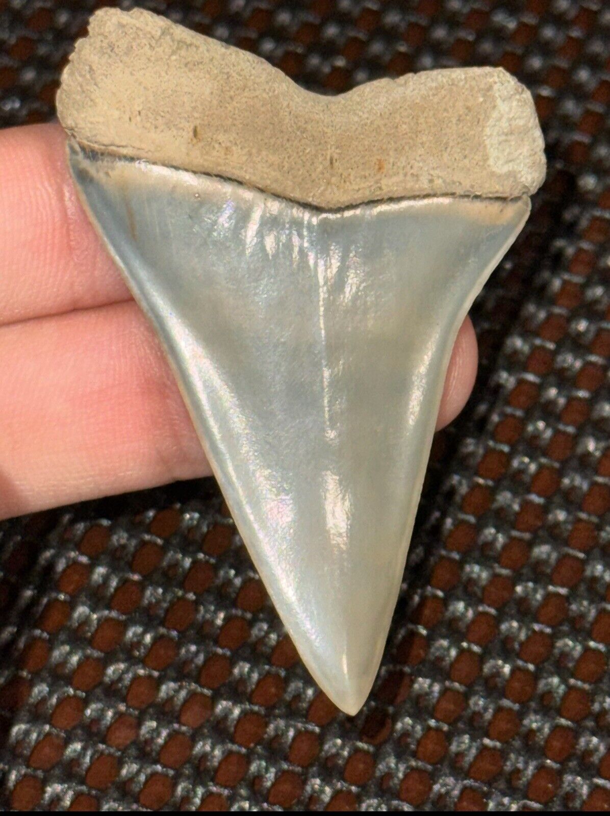 Killer Large Lee Creek Hastalis (Mako) Fossil Shark Tooth Aurora Mine Gem