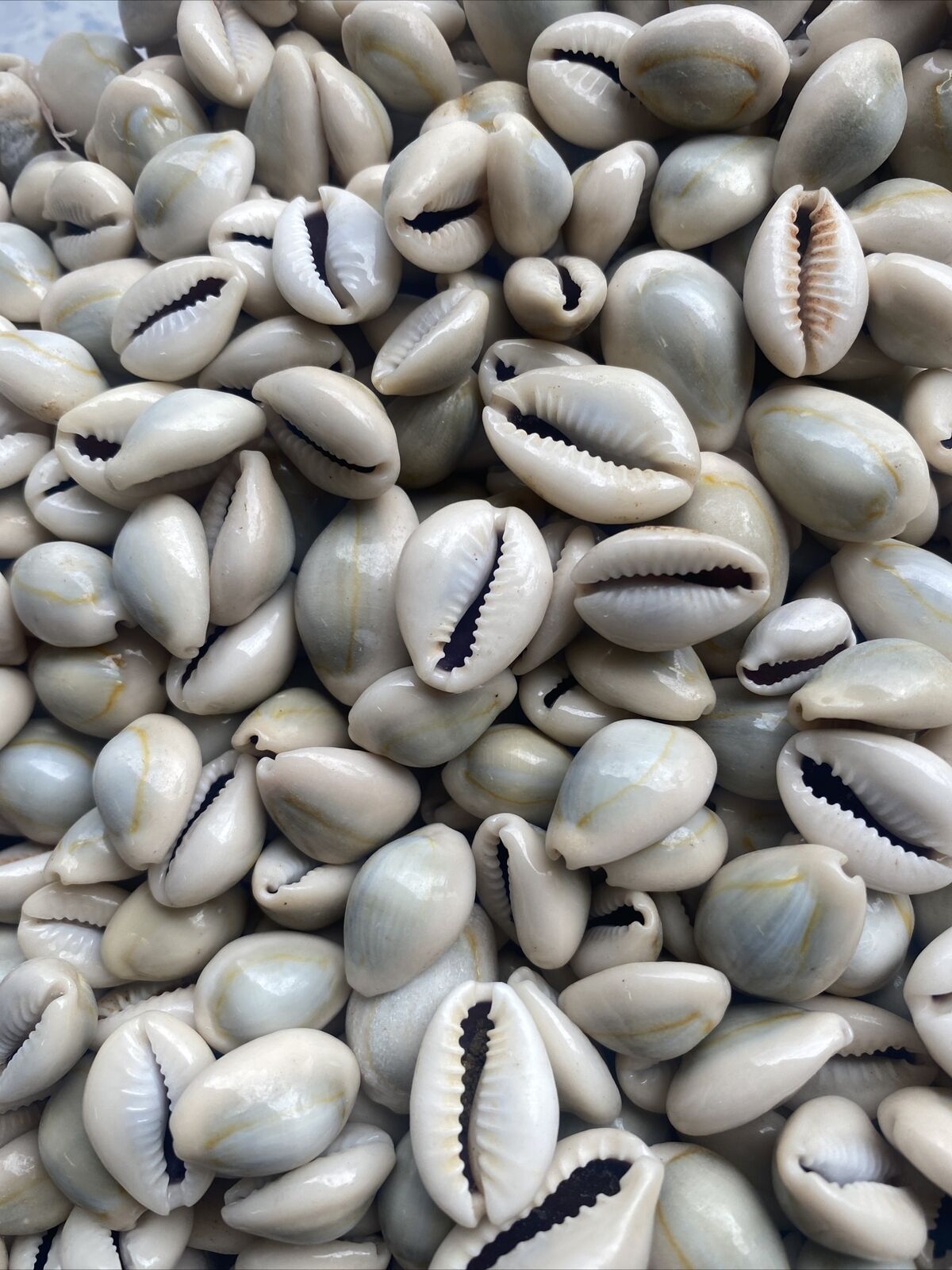 200 Golden Ring Top Cowrie Seashells Sea Shell Cowry  Assorted Sizes