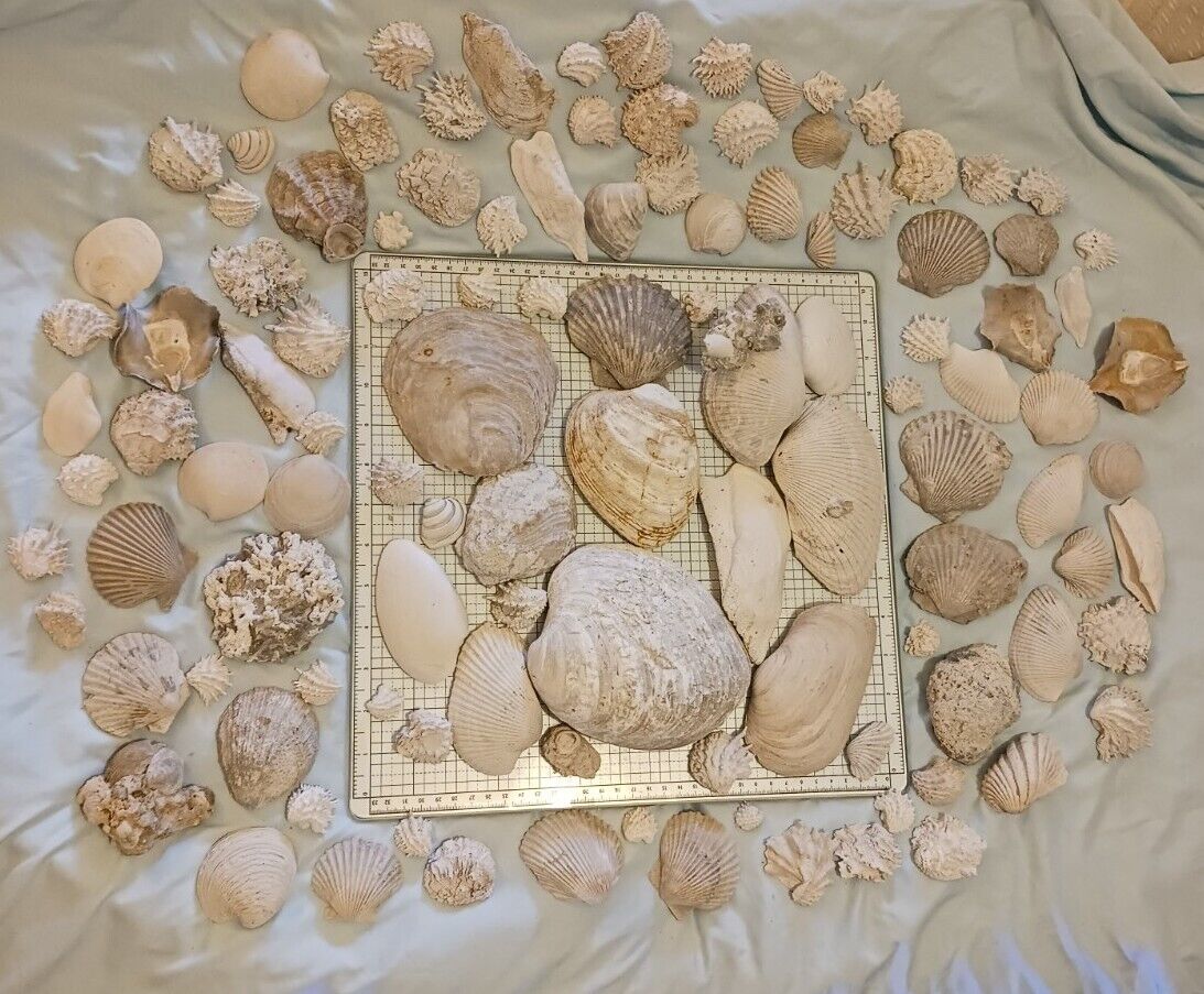 Florida Fossil Shell Bivalve Halves Large Lot Clamshell Specimens FS28