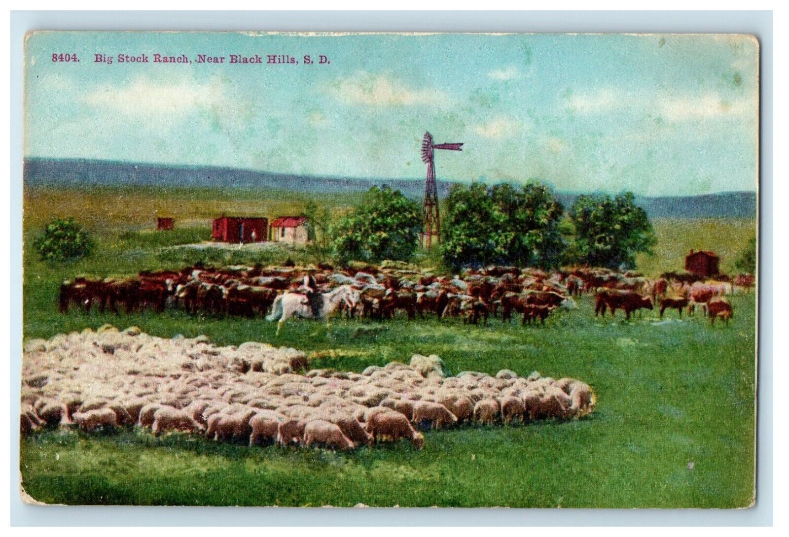 c1910\'s Big Stock Ranch Sheep Near Black Hills South Dakota SD Antique Postcard