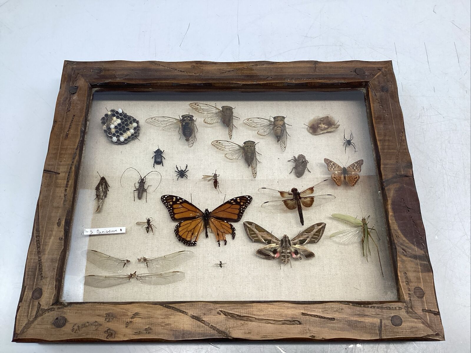 Vintage Assorted Insect Taxidermy Display Wood Framed Under Glass Science Lab