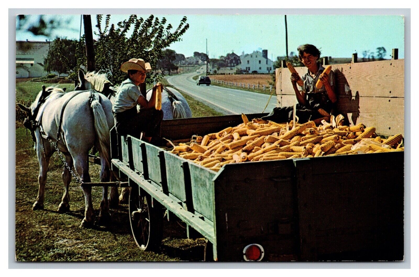 Lancaster, PA Pennsylvania, Amish Country, Horse, Wagon, Corn Harvest, Postcard 