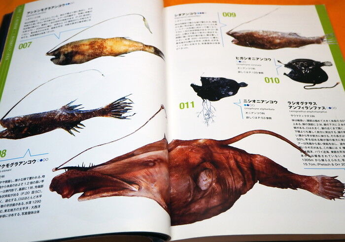 Deep Sea Fishes - Monsters of Underworld Book from Japan Japanese fish #1135