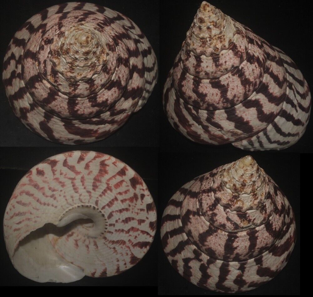 Tonyshells Seashell Trochus niloticus HUGE COMMERCIAL TOP SHELL 113 x 127mm F+++