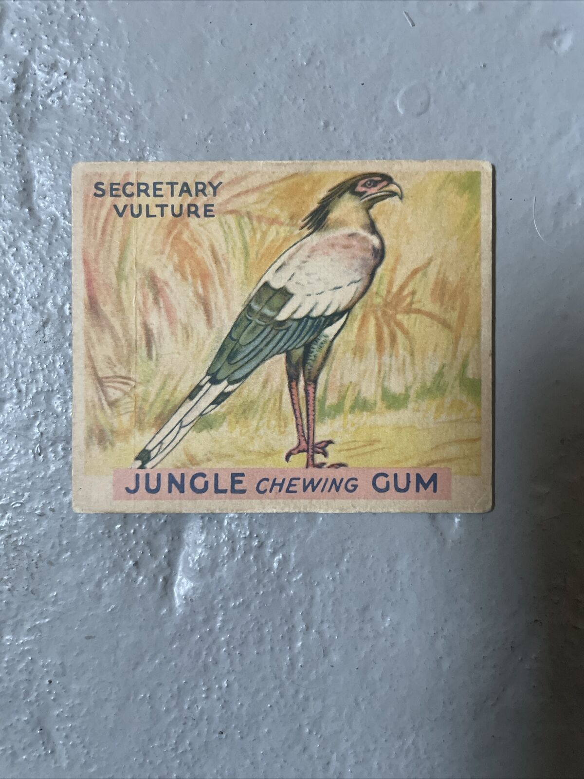 Jungle Chewing Gum card #24 Secretary Vulture, World Wide Gum Company