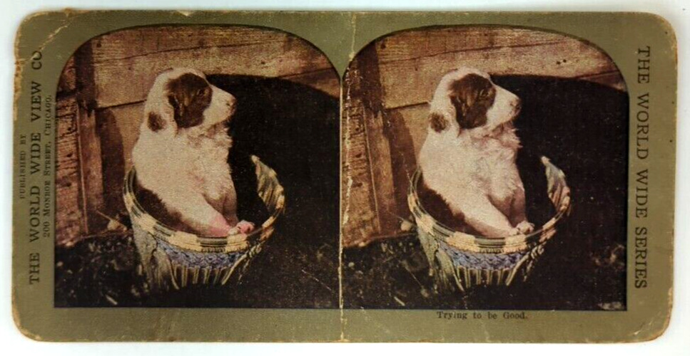 Vintage Stereograph Stereo View Stereoscope Card CUTE Puppy in a Pale