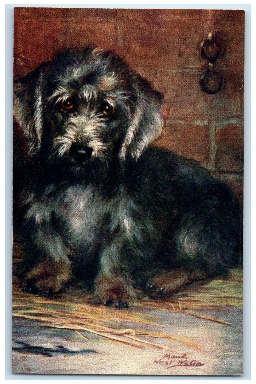 Dandie Dinmont Terrier Dog Maud Puppy Pet Dog Animals Oilette Tuck\'s Postcard