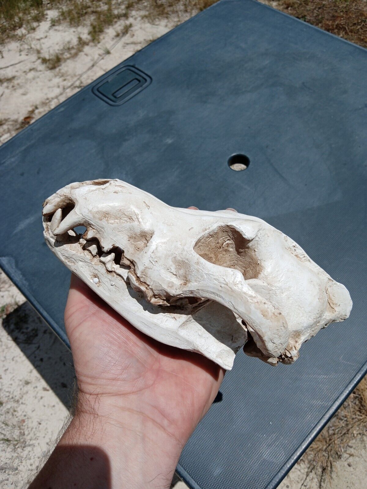 High Quality Replica Wolf Skull. Beautiful Display Wolf Skull. 