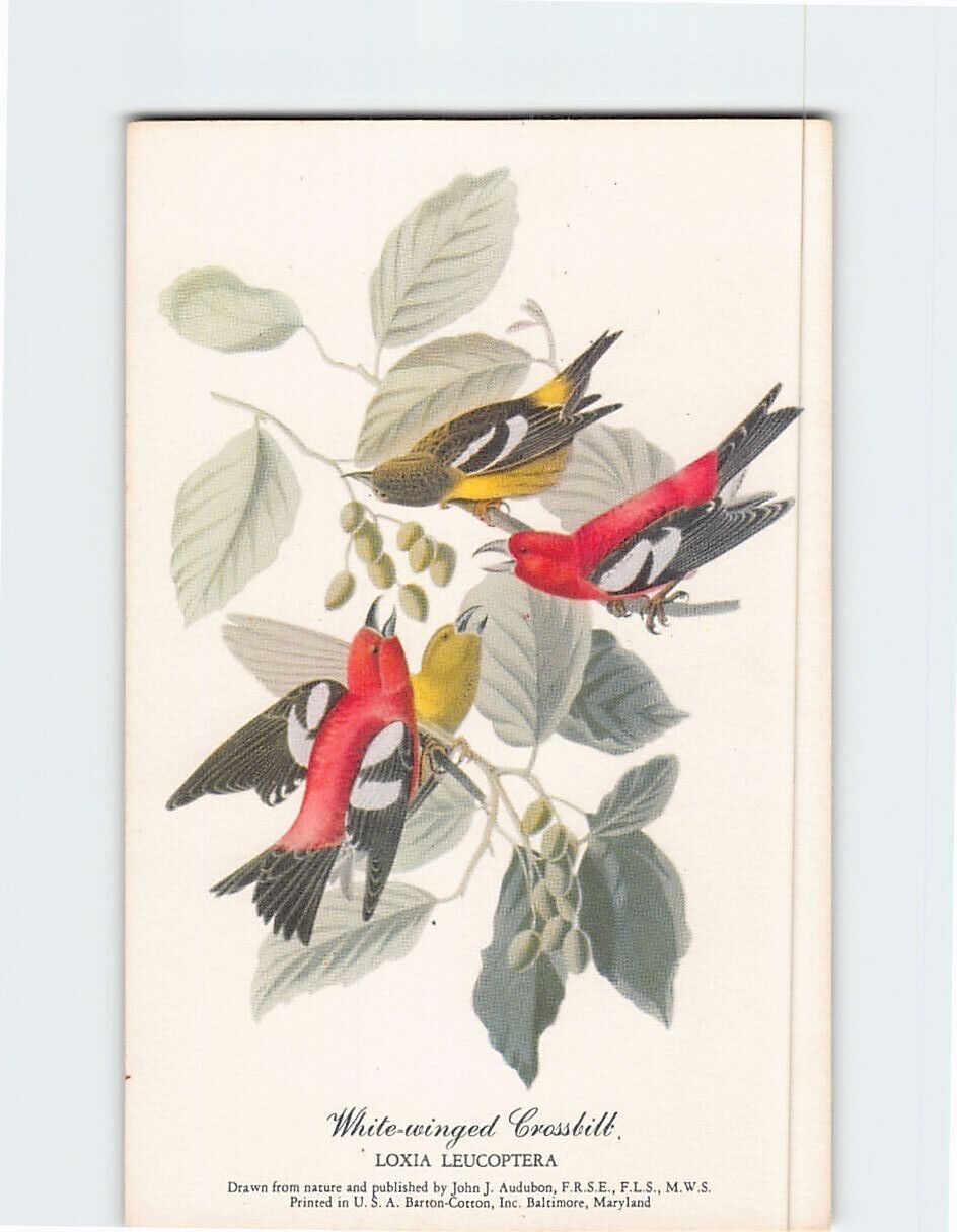Postcard White-winged Crossbill Bird