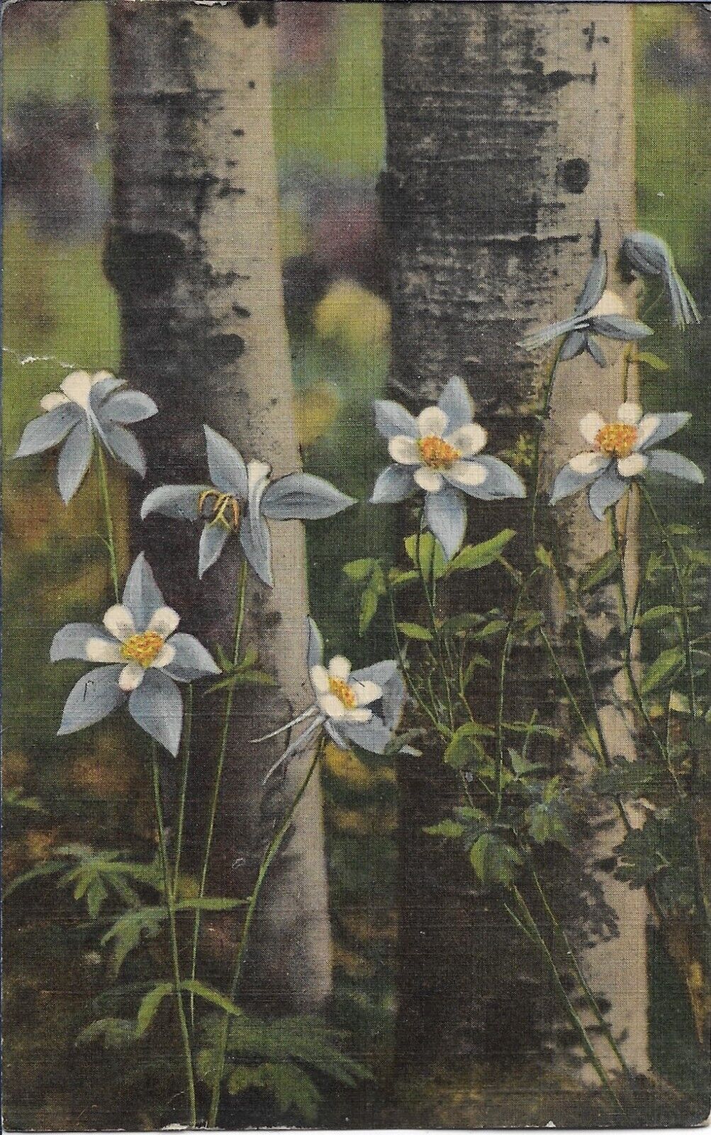 Colorado Columbines Postcard Nature Flowers Travel Curt Teich Linen Posted 1950