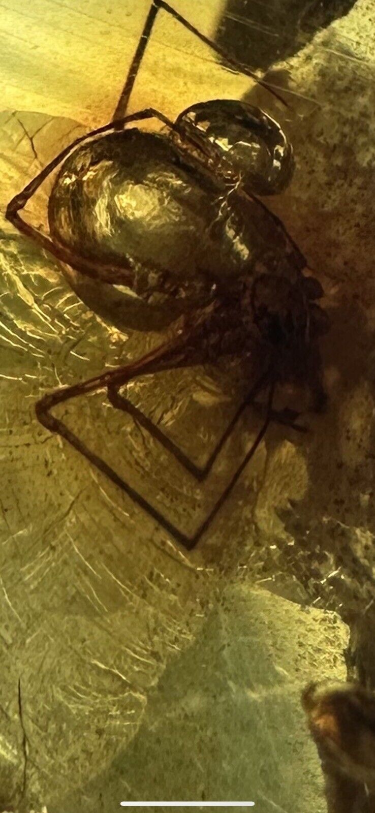 Amber Insects  Fossils Collectibles 5  Spiders In Caribbean Amber