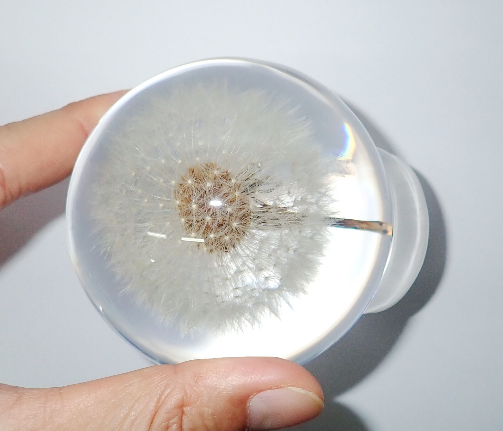 80 mm Clear Sphere Mongolian Dandelion Flower Education Plant Specimen