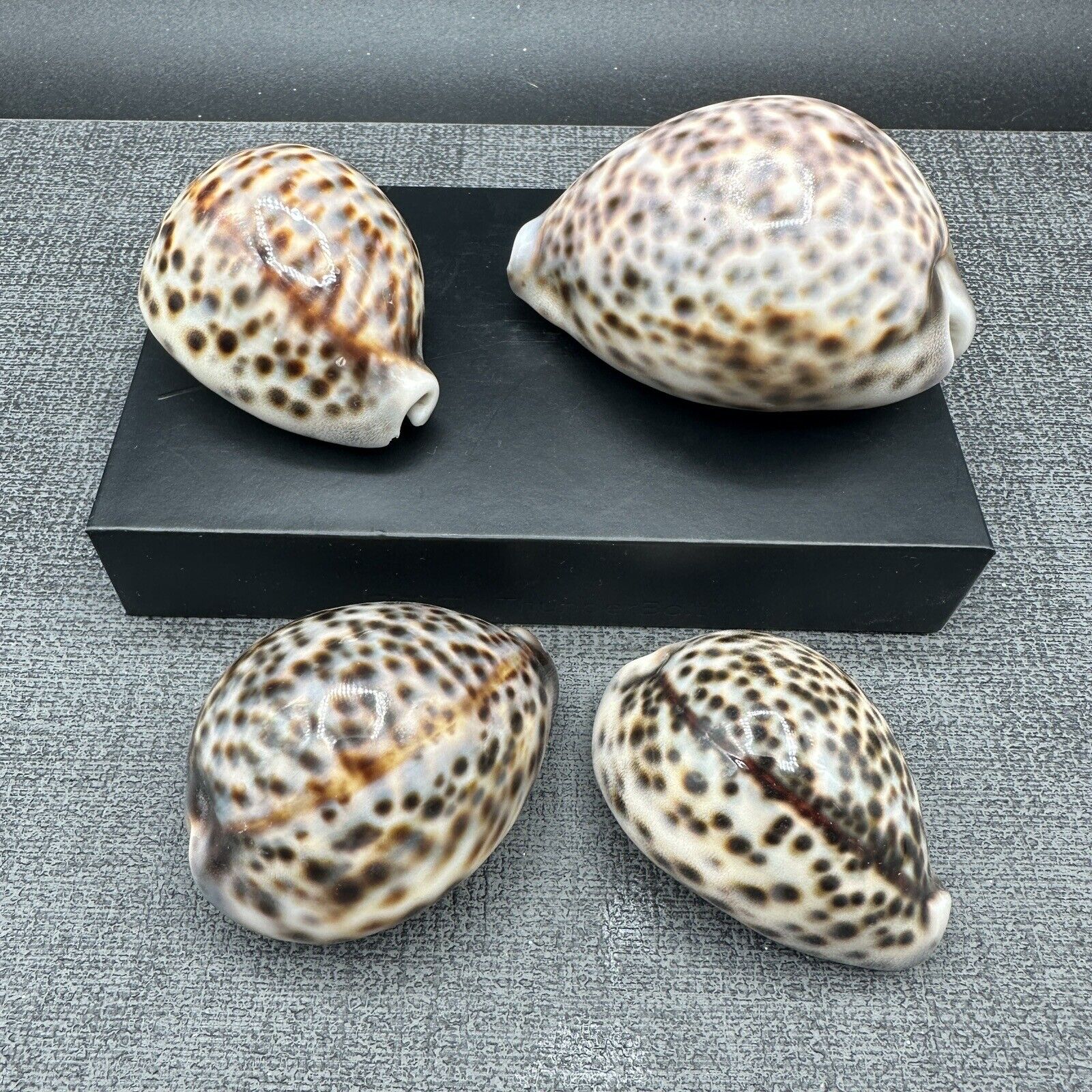 4 Leopard Tiger Cowrie Shell 3