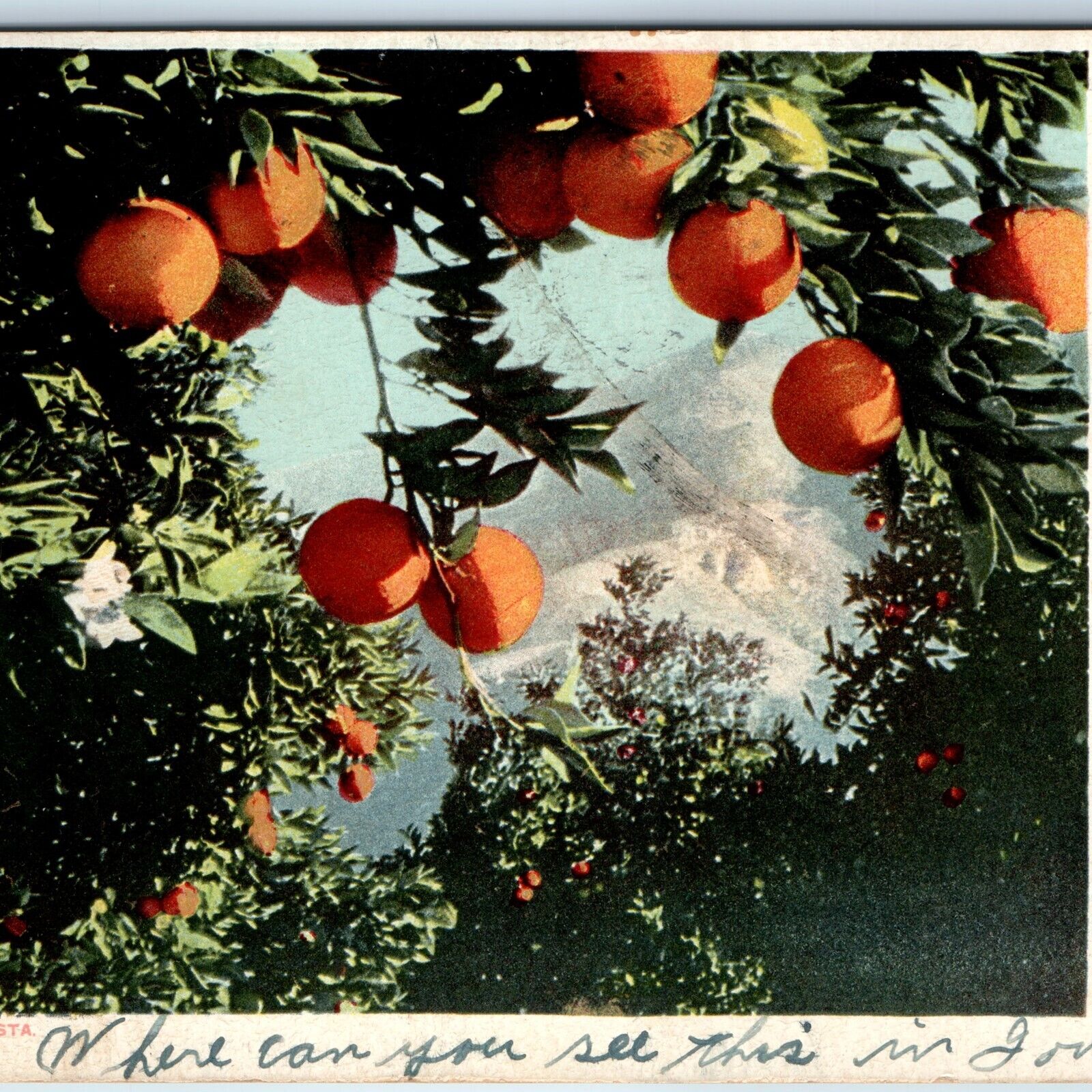 c1900s UDB CA Cali - California Vista Orange Tree Mountain Postcard Detroit A225