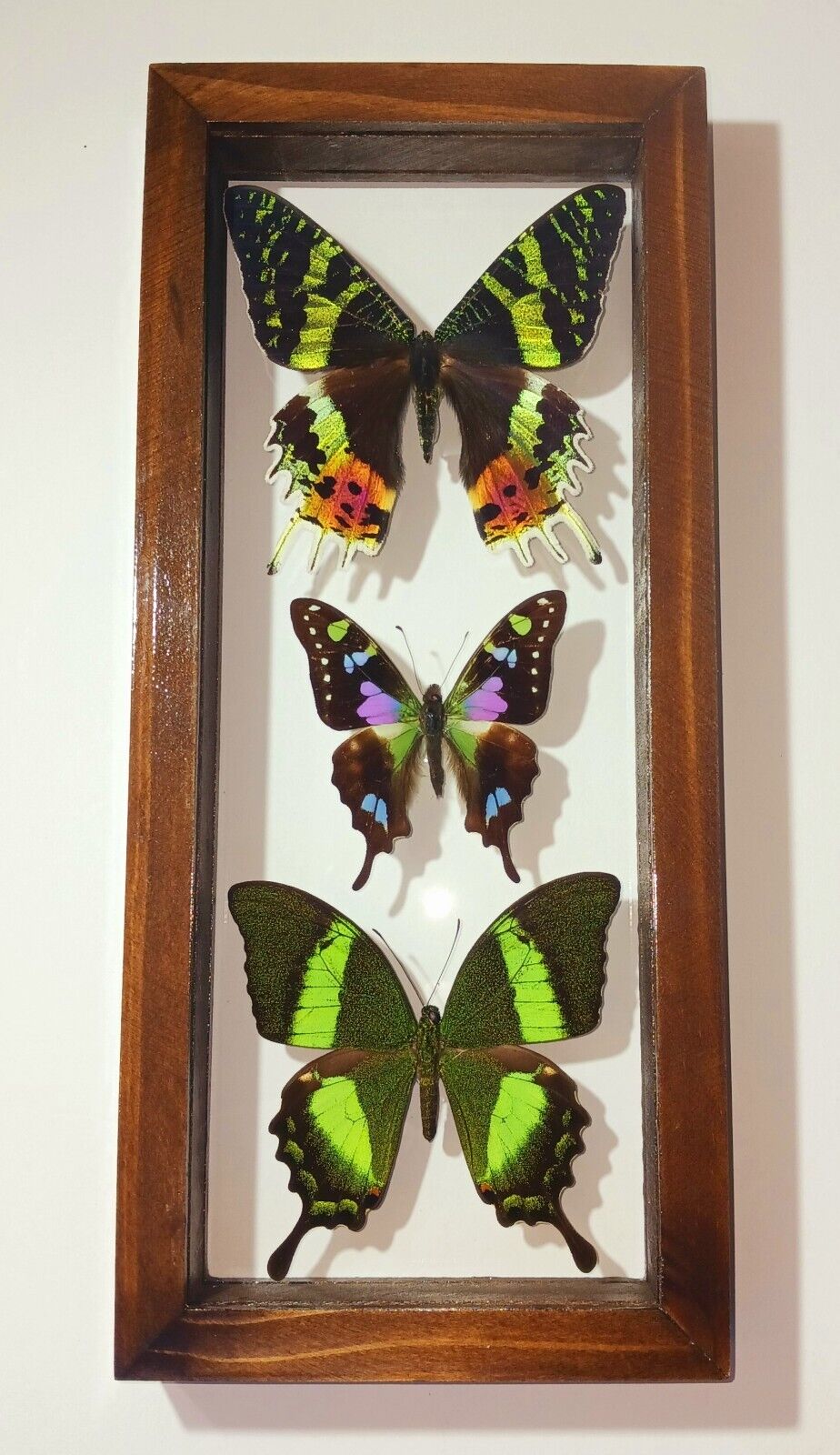 3 REAL BUTTERFLIES FRAMED SPECIAL COLLECTION MOUNTED DOUBLE GLASS 4.5\