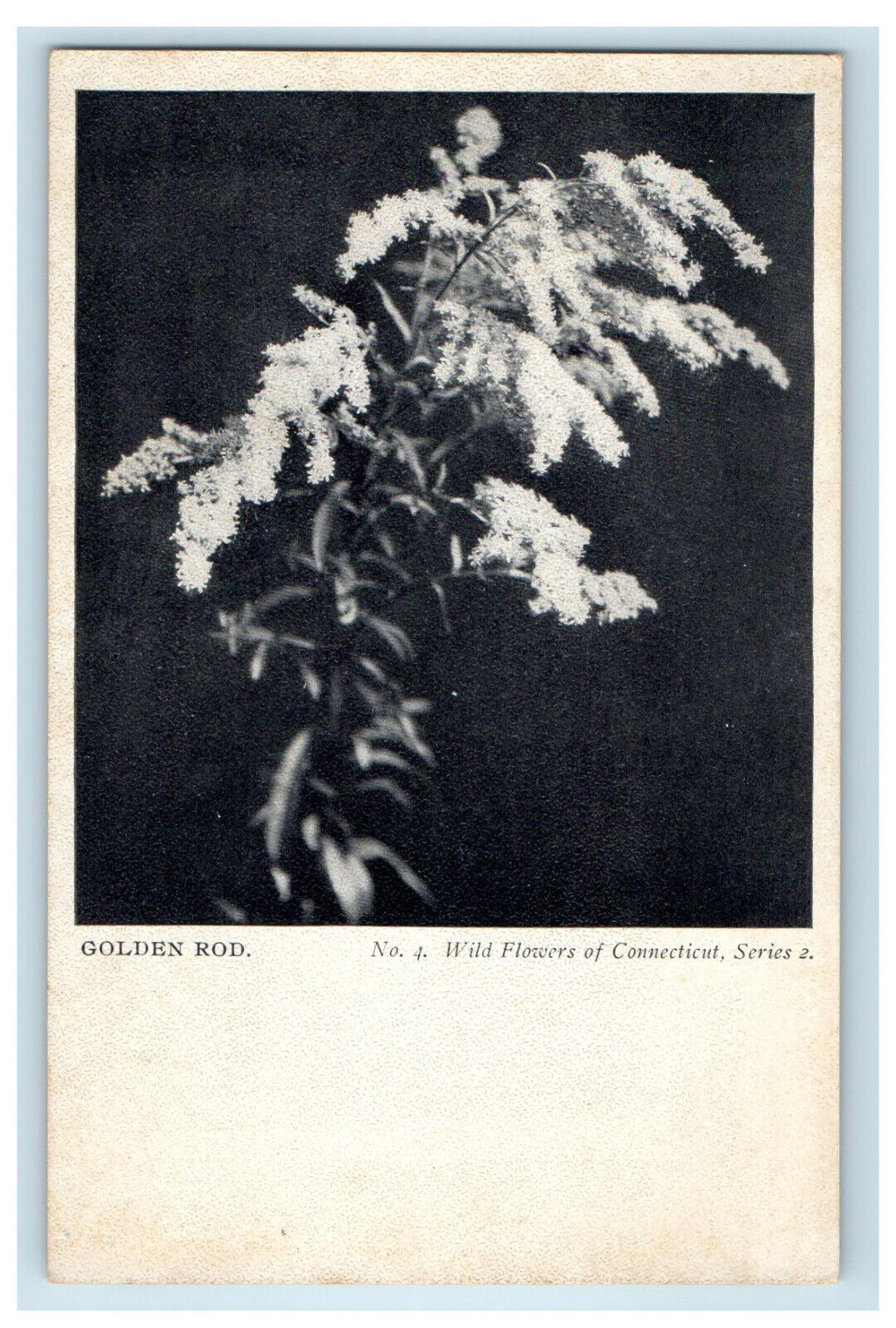 c1900s Golden Rod, No.4 Wild Flowers of Connecticut CT Series PMC Postcard