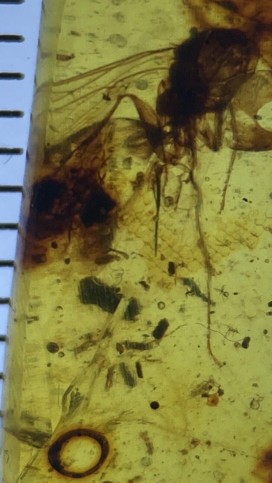 CHEAP Tiny Lizard Skin & Insects, Rare Fossil In Genuine Burmite Amber, 98myo