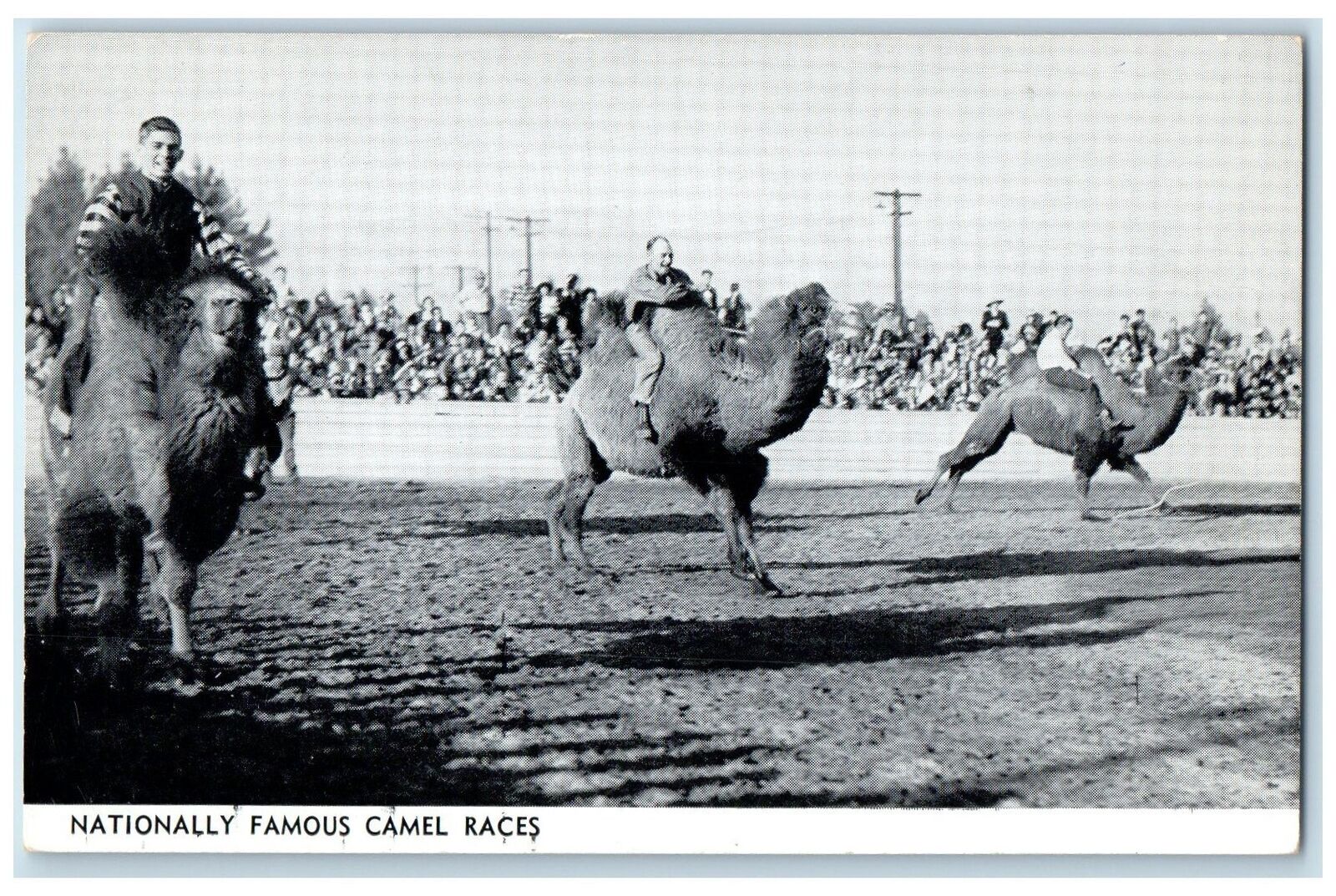 c1960s Nationally Famous Camel Races Scene Indio California CA Unposted Postcard