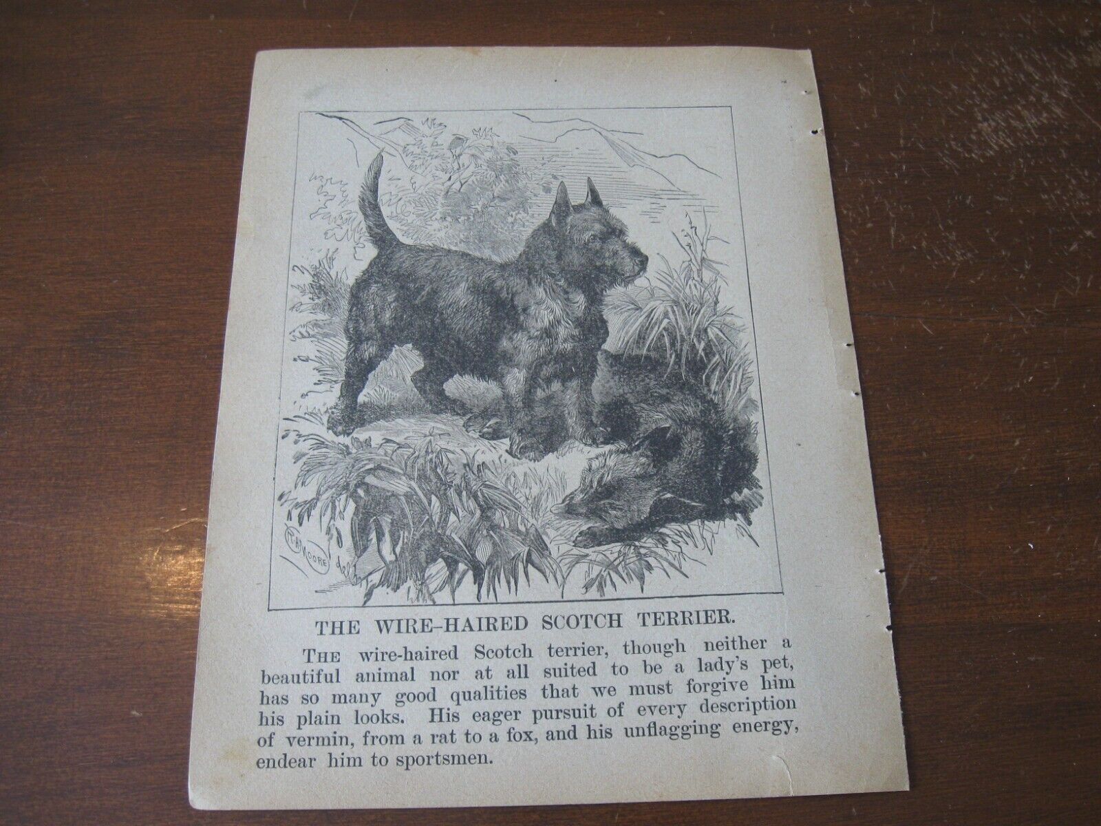 1896 Art Print ENGRAVING - SCOTTISH TERRIER Wire Haired SCOTCH Dog Hunting Hunt