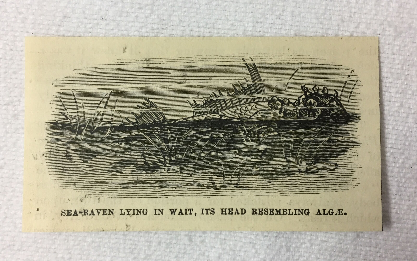 small 1880 magazine engraving~ SEA RAVEN LYING IN WAIT