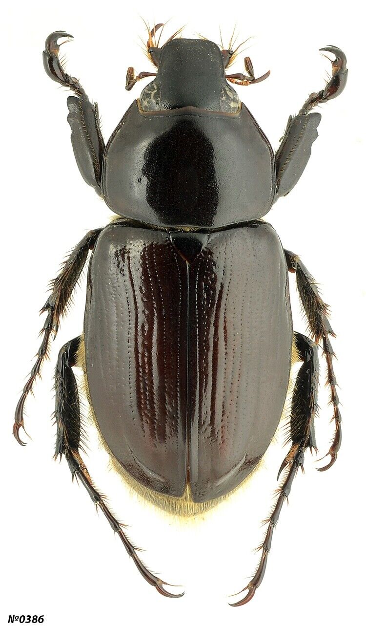 Coleoptera Dynastinae sp. Peru male 26mm