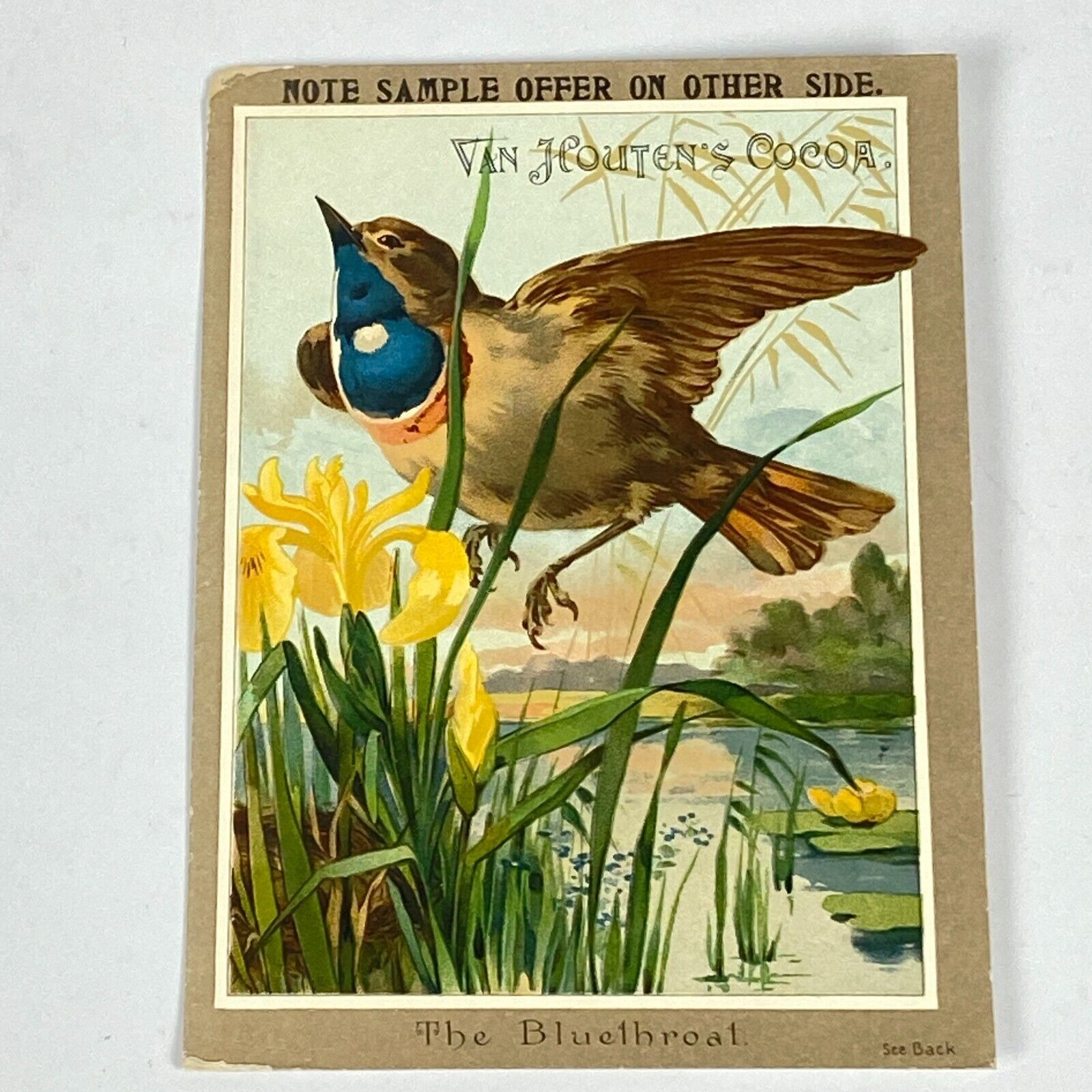 1800\'s Van Houten\'s Cocoa Bluethroat Bird Victorian Trade Card Vtg Advertising
