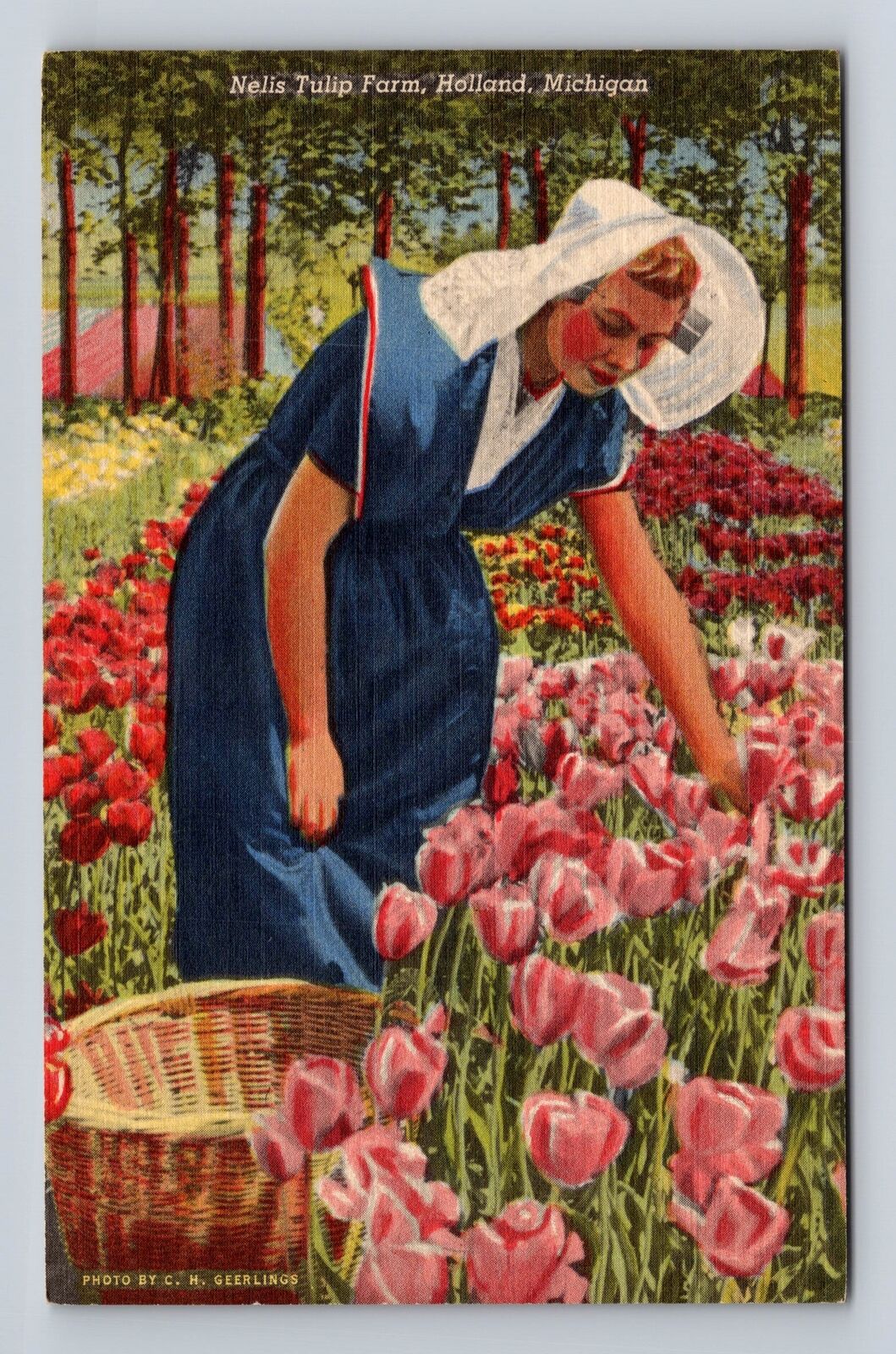 Holland MI-Michigan, Nelis Tulip Farm, Antique, Vintage Souvenir Postcard