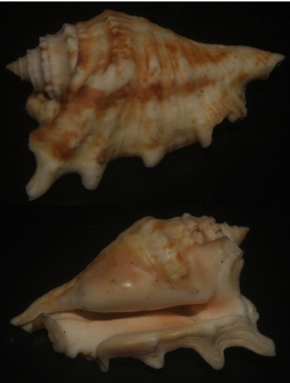 Tonyshells Seashells Lambis adami SPIDER CONCHS 49mm F+++/GEM superb specimen