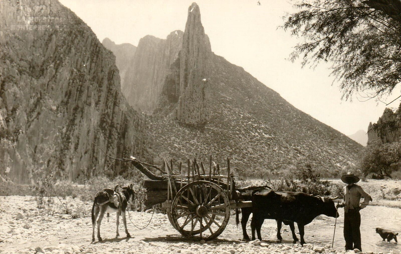 RPPC Man with Ox Cart, Donkey, Dog - Monterrey, NL Mexico Vintage Postcard
