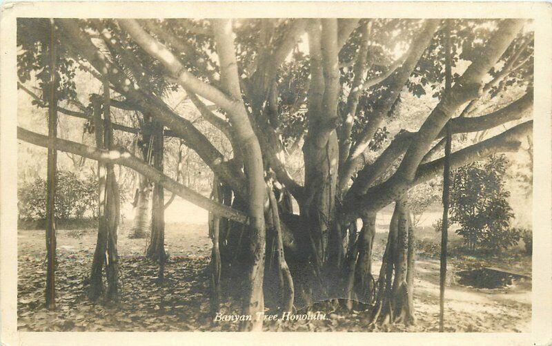 Hawaii Honolulu Banyan Tree 1932 RPPC Photo Postcard 22-1681