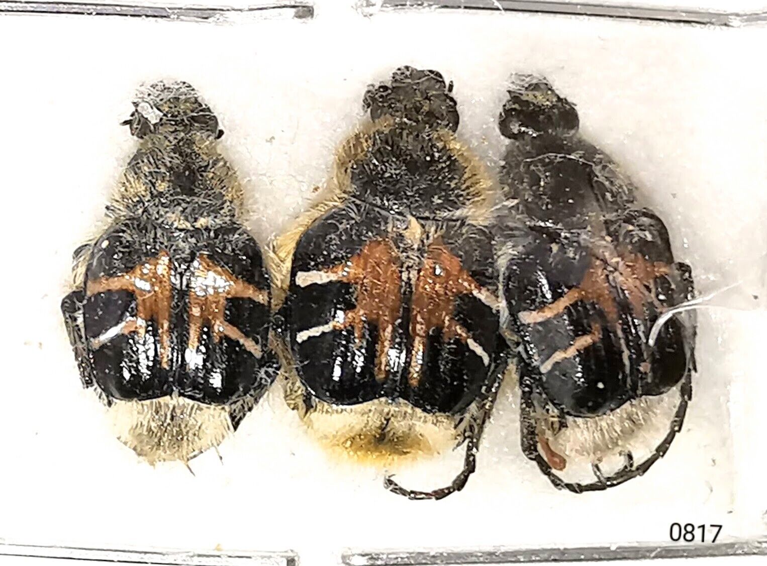 Scarabaeidae Trichinae Trichiotinus assimilis 8-10mm A1 or A- CANADA - #0817